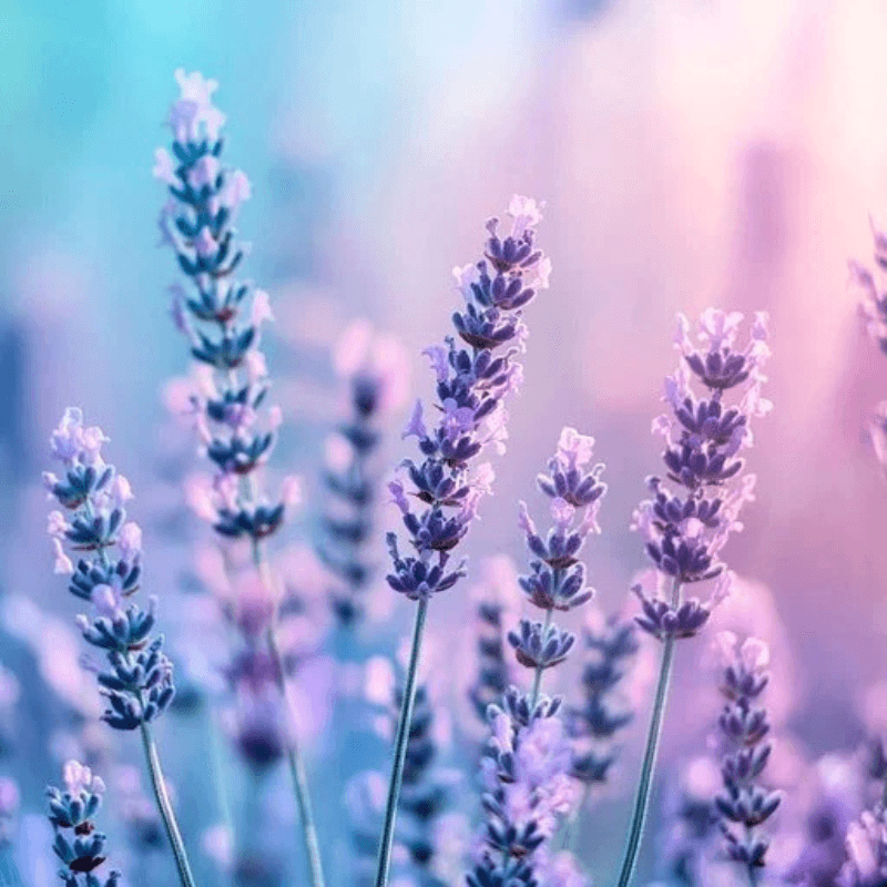 SnuggHug™ Lavender Sleep Spray